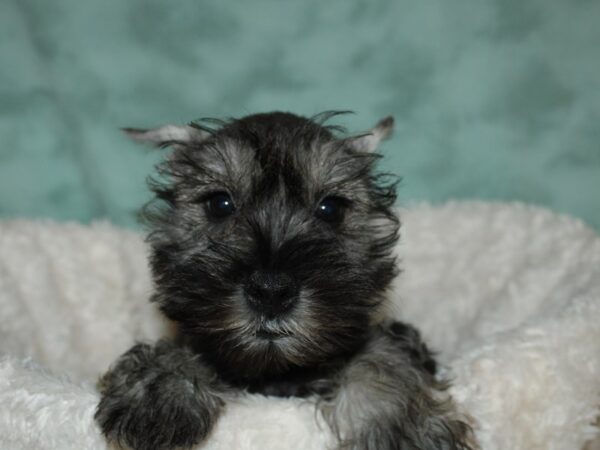 Miniature Schnauzer-DOG-Male-Salt / Pepper-19667-Petland Dalton, Georgia