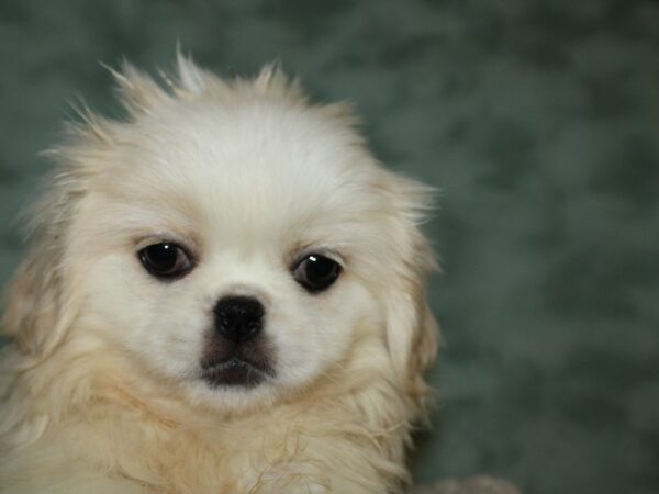 Pekingese-DOG-Female-White / Cream-19668-Petland Dalton, Georgia