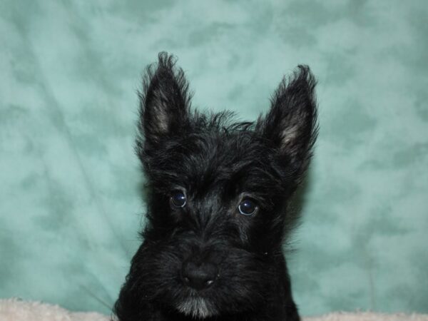 Scottish Terrier DOG Male Black 19670 Petland Dalton, Georgia