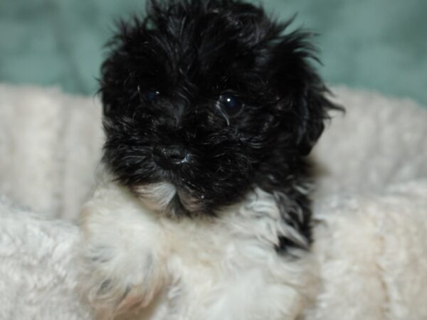 Havanese DOG Male BLK WH 19678 Petland Dalton, Georgia