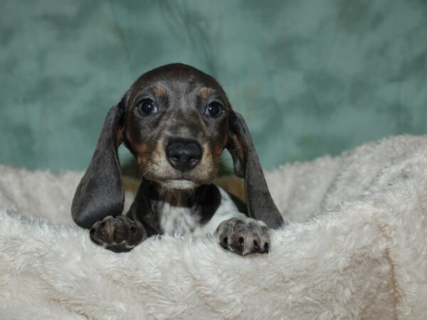 Dachshund DOG Female Blue Piebald 19701 Petland Dalton, Georgia