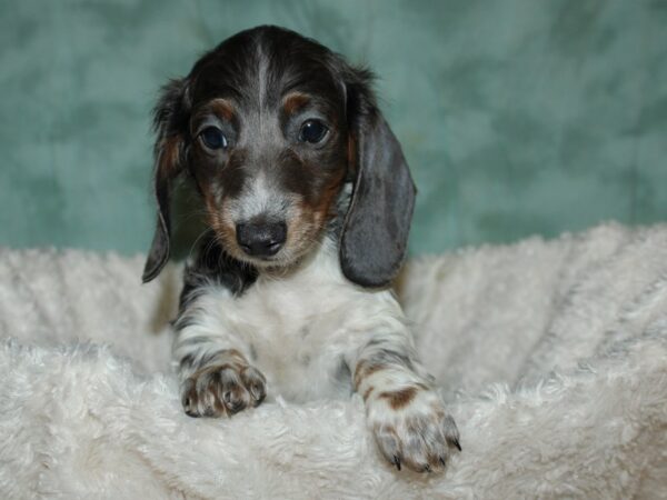 Dachshund DOG Male Blue Piebald 9005 Petland Dalton, Georgia