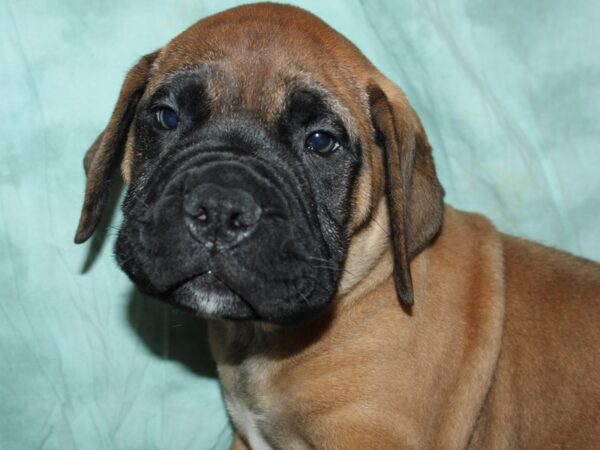 Bull Mastiff-DOG-Male-Red Fawn, Black Mask-9007-Petland Dalton, Georgia