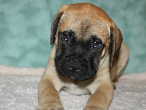 Bull Mastiff DOG Female Red Fawn, Black Mask 19696 Petland Dalton, Georgia