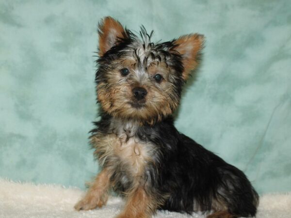 Silky Terrier DOG Female Black / Tan 9009 Petland Dalton, Georgia