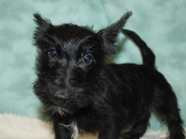 Scottish Terrier DOG Female Black 9011 Petland Dalton, Georgia