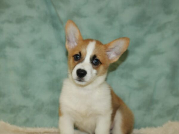 Pembroke Welsh Corgi-DOG-Female-Red / White-9008-Petland Dalton, Georgia