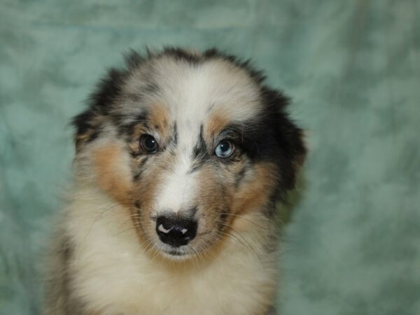 Australian Shepherd-DOG-Male-Blue Merle-9010-Petland Dalton, Georgia