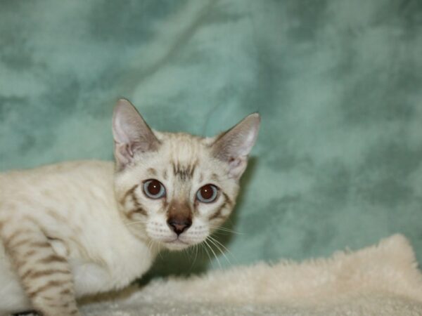 Bengal-CAT-Female-White / Black-19713-Petland Dalton, Georgia