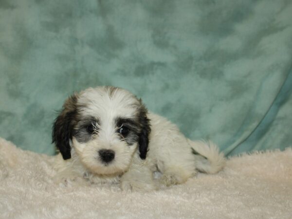 Daisy Dog DOG Female BROWN WHITE 19703 Petland Dalton, Georgia