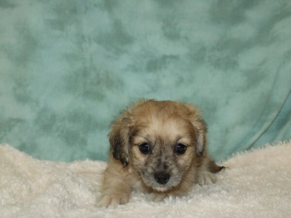 Daisy Dog-DOG-Female-BROWN WHITE-19704-Petland Dalton, Georgia