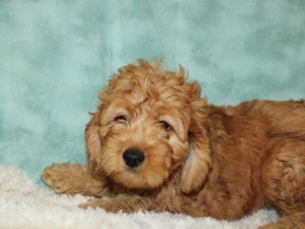 Mini Labradoodle-DOG-Male-Red-19709-Petland Dalton, Georgia