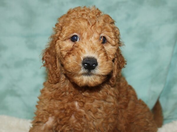 F2 MINI GOLDENDOODLE DOG Female Red 19714 Petland Dalton, Georgia