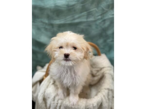 Japanese Chin/Poodle-DOG-Male-Cream / White-8956-Petland Dalton, Georgia