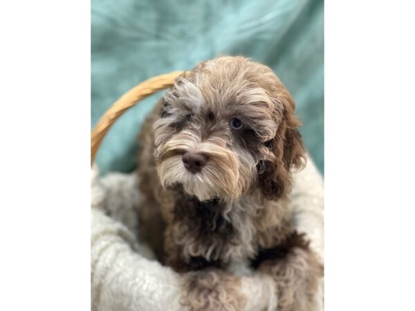 Cockapoo / Poodle-DOG-Male-Chocolate Roan-8979-Petland Dalton, Georgia