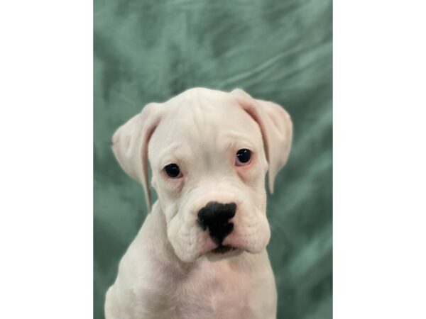 Boxer-DOG-Male-White-8983-Petland Dalton, Georgia