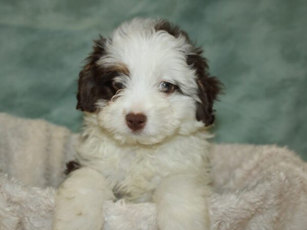 Aussiedoodle DOG Female Chocolate and White 9026 Petland Dalton, Georgia