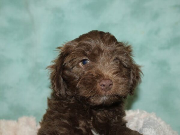 Aussiedoodle DOG Male Chocolate 19717 Petland Dalton, Georgia