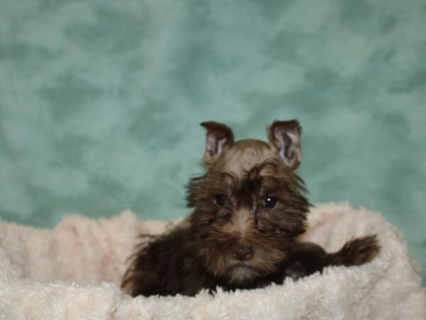 Miniature Schnauzer DOG Male liver 19721 Petland Dalton, Georgia