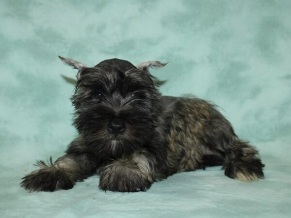 Miniature Schnauzer DOG Female Salt and pepper 9024 Petland Dalton, Georgia