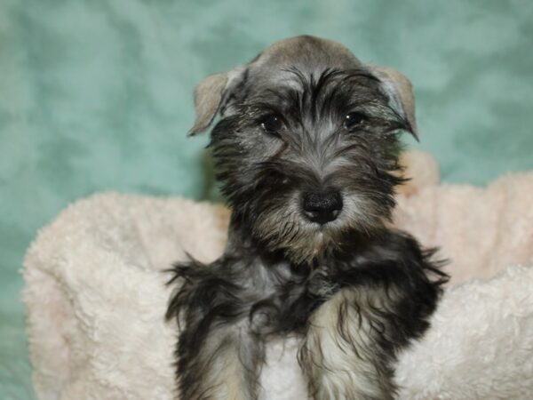 Miniature Schnauzer DOG Male Salt and pepper 9025 Petland Dalton, Georgia