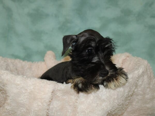 Miniature Schnauzer DOG Male Salt and pepper 19719 Petland Dalton, Georgia