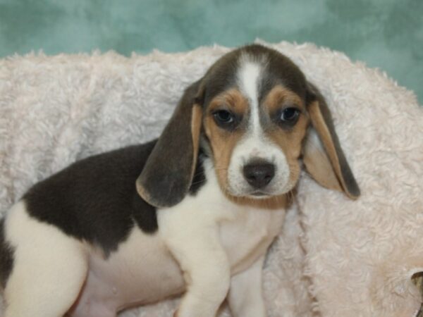 Beagle-DOG-Male-Blue-19724-Petland Dalton, Georgia