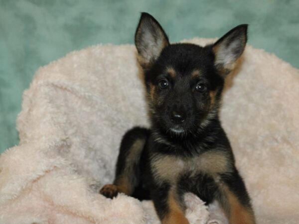 German Shepherd DOG Female Black and Brown 9027 Petland Dalton, Georgia