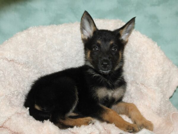 German Shepherd DOG Male Black and Brown 19715 Petland Dalton, Georgia