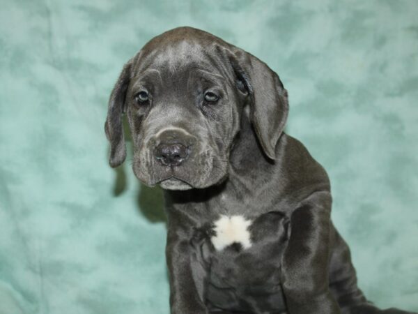 Neapolitan Mastiff DOG Female Blue 19728 Petland Dalton, Georgia