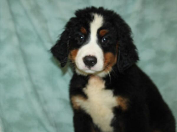 Bernese Mountain Dog-DOG-Male-black white red-19730-Petland Dalton, Georgia