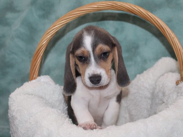 Beagle-DOG-Male-Blue-9023-Petland Dalton, Georgia