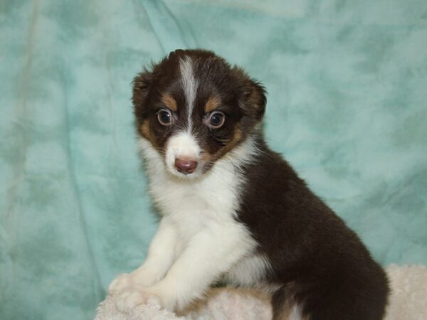 Mini Aussie DOG Female RED TRI 19737 Petland Dalton, Georgia