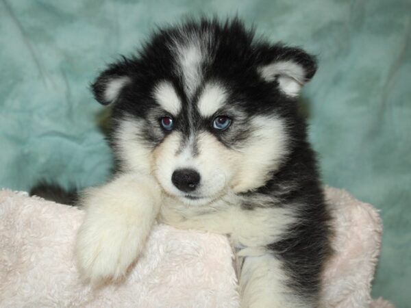 Pomsky-DOG-Male-blk wh-19738-Petland Dalton, Georgia