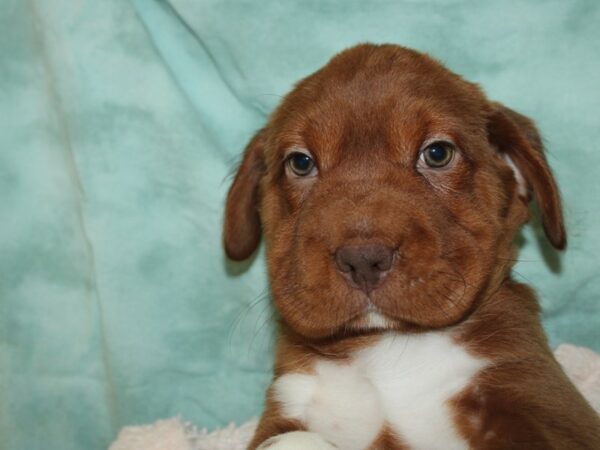 Mini Hippo-DOG-Male-BRN-19739-Petland Dalton, Georgia