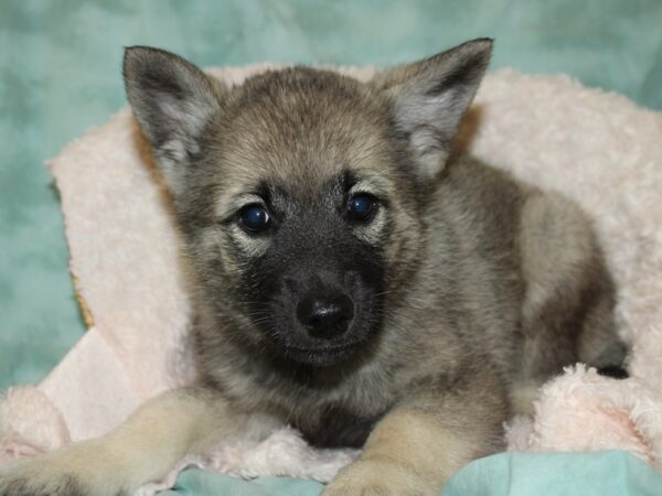 Norwegian Elkhound DOG Male Black / Silver 19732 Petland Dalton, Georgia