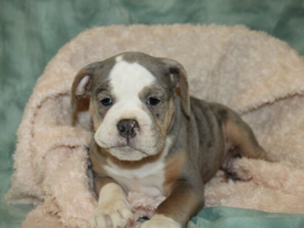 Old English Bulldog-DOG-Male-BLUE MERLE-19741-Petland Dalton, Georgia