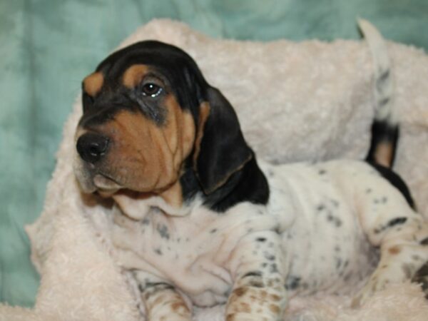 Walrus-DOG-Male-Black Tri-9031-Petland Dalton, Georgia