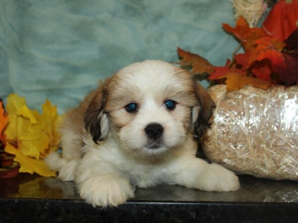 Lhasa-Poo (Poodle / Lhasa Apso)-DOG-Male--19755-Petland Dalton, Georgia