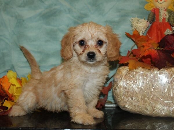 Cava Chon-DOG-Female-BLENHIEM-19750-Petland Dalton, Georgia