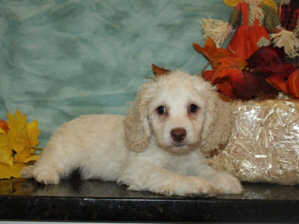 Cockachon-DOG-Male-CREAM WH-19751-Petland Dalton, Georgia