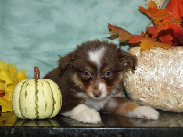 Mini Aussie-DOG-Male-RED TRI-19753-Petland Dalton, Georgia