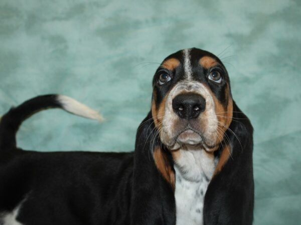 Basset Hound DOG Male Black White and Tan 19748 Petland Dalton, Georgia