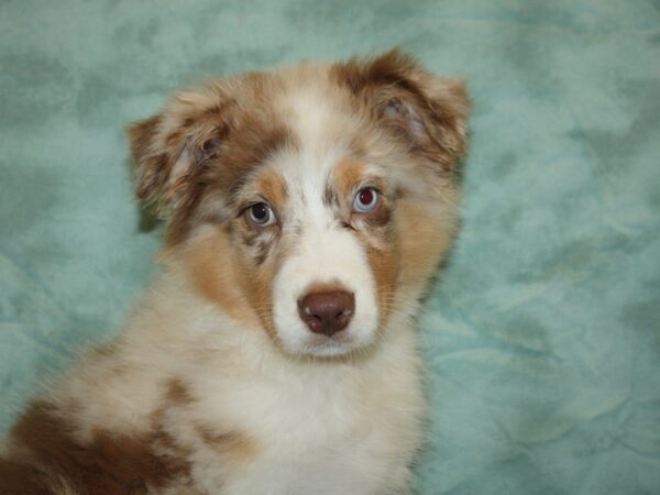 Australian Shepherd-DOG-Male-Red Merle-19747-Petland Dalton, Georgia