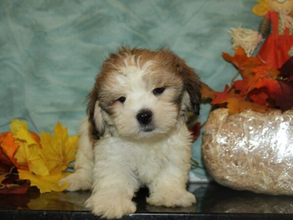 Lhasa-Poo (Poodle / Lhasa Apso)-DOG-Male--9034-Petland Dalton, Georgia