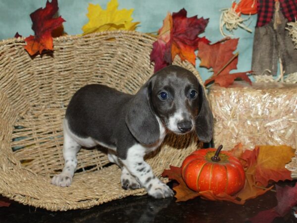 Dachshund DOG Female Blue 19766 Petland Dalton, Georgia