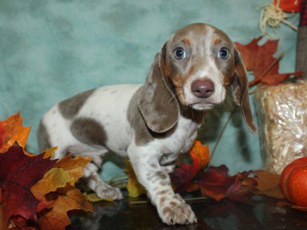 Dachshund DOG Male Taupe 19767 Petland Dalton, Georgia