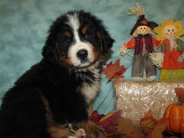 Bernese Mountain Dog-DOG-Male-Black Tri-19765-Petland Dalton, Georgia