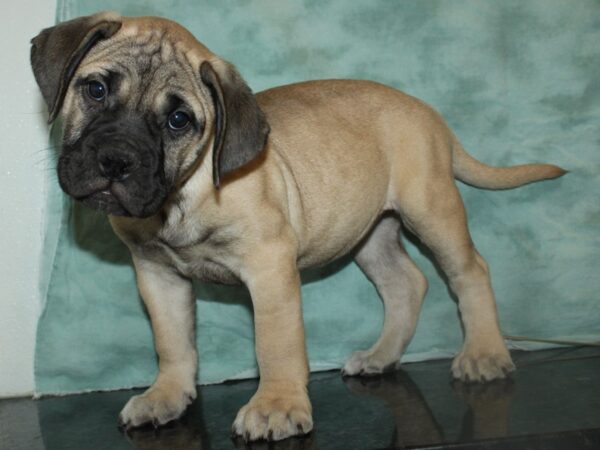 Bullmastiff-DOG-Female-Fawn-19764-Petland Dalton, Georgia