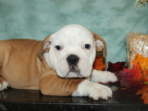 Victorian Bulldoge DOG Male Red / White 19763 Petland Dalton, Georgia